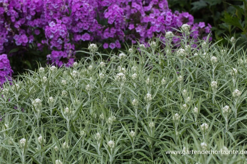 Großes Garten-Perlkörbchen „Neuschnee“ 3 Großes Garten-Perlkörbchen „Neuschnee“