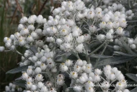 Himalaya-Perlkörbchen 6 Himalaya-Perlkörbchen – Bild 4