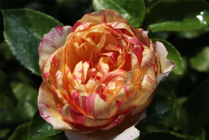 Kletterrose „Julie Andrieu“ 3 Kletterrose „Julie Andrieu“