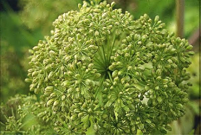 Echte Engelwurz 3 Echte Engelwurz