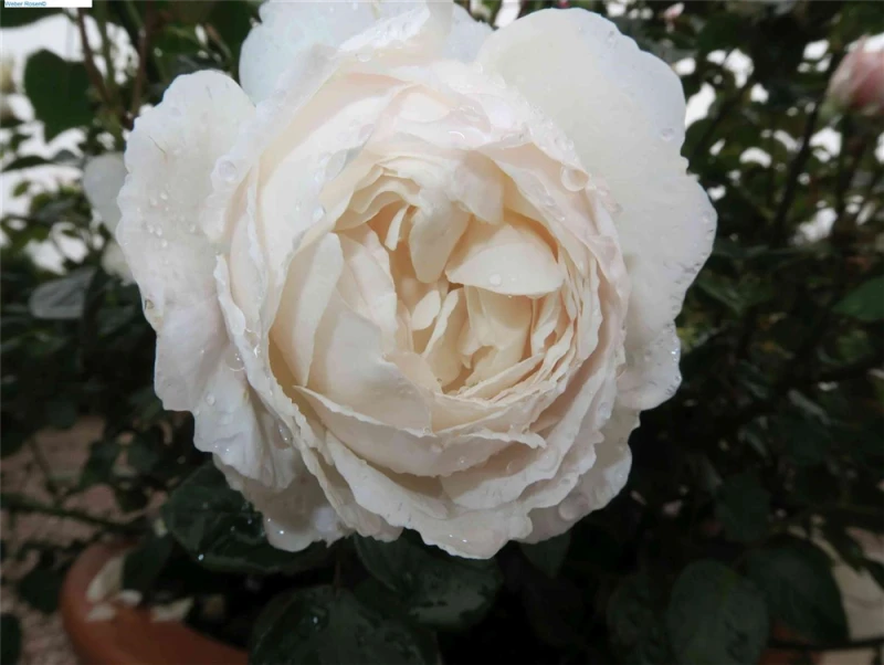 Englische Rose „Desdemona“ 3 Englische Rose „Desdemona“