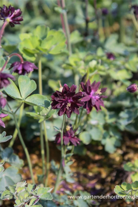 Garten-Akelei „Black Barlow“ 3 Garten-Akelei „Black Barlow“