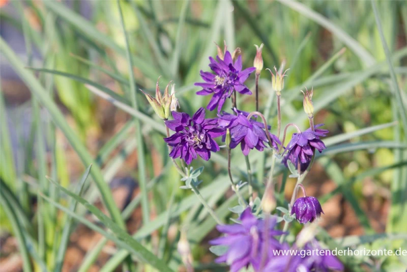 Garten-Akelei „Blue Barlow“ 3 Garten-Akelei „Blue Barlow“