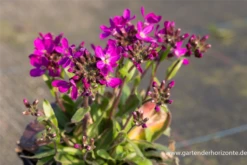 Garten-Gänsekresse „Rose Delight“® 7 Garten-Gänsekresse „Rose Delight“® -Blumen Risse Verkaufsladen P2000345 2 800x800