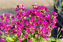 Garten-Gänsekresse „Little Treasure Rose“ 7 Garten-Gänsekresse „Little Treasure Rose“ -Blumen Risse Verkaufsladen P2000352 1 800x800