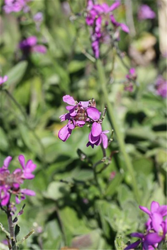 Garten-Gänsekresse „Little Treasure Rose“ 3 Garten-Gänsekresse „Little Treasure Rose“