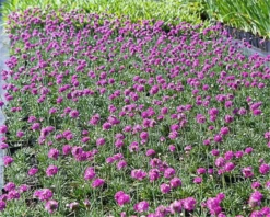 Garten-Grasnelke „Düsseldorfer Stolz“