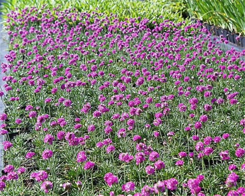 Garten-Grasnelke „Düsseldorfer Stolz“ 3 Garten-Grasnelke „Düsseldorfer Stolz“