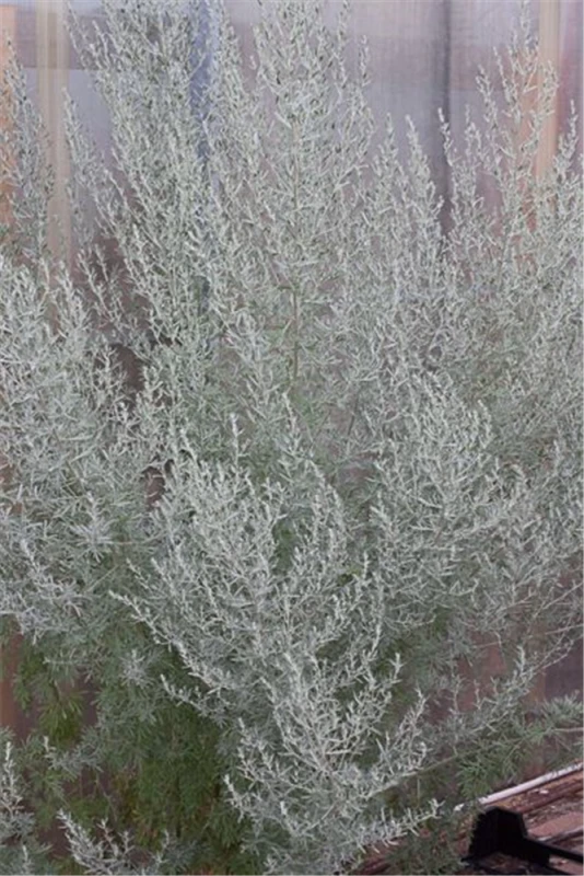 Echter Wermut 3 Echter Wermut