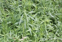 Estragon 8 Estragon – Bild 6