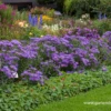 Garten-Sommer-Aster „Blue King“ 2 Garten-Sommer-Aster „Blue King“ -Blumen Risse Verkaufsladen P2000434 1 800x800