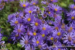 Garten-Sommer-Aster „Blue King“ -Blumen Risse Verkaufsladen P2000434 2 800x800