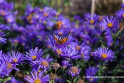 Garten-Sommer-Aster „Blue King“ -Blumen Risse Verkaufsladen P2000434 3 800x800