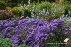 Garten-Sommer-Aster „Blue King“ -Blumen Risse Verkaufsladen P2000434 4 800x800