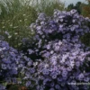 Garten-Schleier-Aster „Ideal“ 1 Garten-Schleier-Aster „Ideal“ -Blumen Risse Verkaufsladen P2000454 1 800x800
