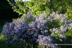 Garten-Schleier-Aster „Ideal“ -Blumen Risse Verkaufsladen P2000454 2 800x800