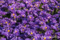 Garten-Kissen-Aster „Blaue Lagune“ 9 Garten-Kissen-Aster „Blaue Lagune“ – Bild 7
