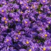 Garten-Kissen-Aster „Blaue Lagune“ 1 Garten-Kissen-Aster „Blaue Lagune“ -Blumen Risse Verkaufsladen P2000463 1 800x800
