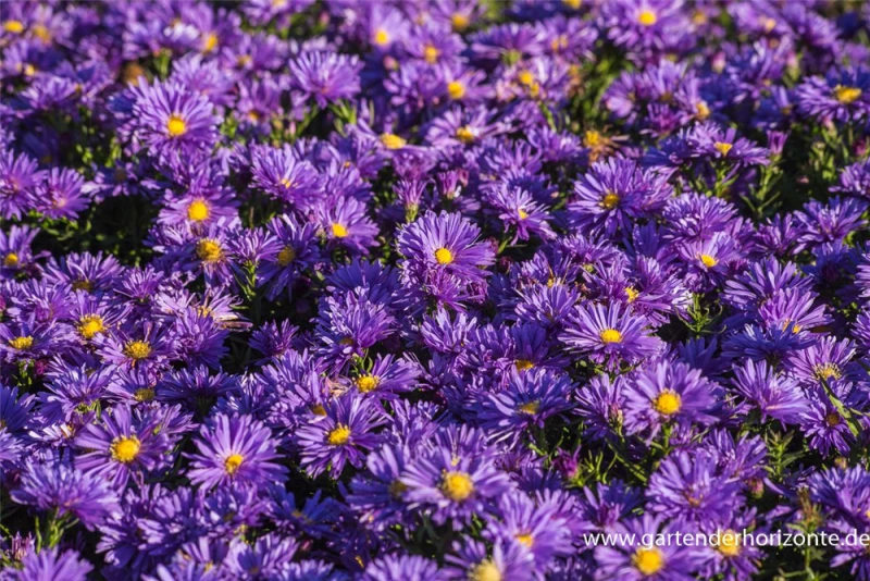 Garten-Kissen-Aster „Blaue Lagune“ 3 Garten-Kissen-Aster „Blaue Lagune“