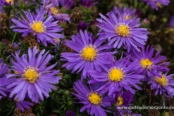 Garten-Kissen-Aster „Blaue Lagune“ 15 Garten-Kissen-Aster „Blaue Lagune“ -Blumen Risse Verkaufsladen P2000463 2 800x800