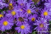 Garten-Kissen-Aster „Blaue Lagune“ 11 Garten-Kissen-Aster „Blaue Lagune“ – Bild 9