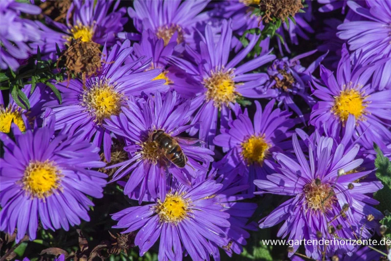 Garten-Kissen-Aster „Blaue Lagune“ 5 Garten-Kissen-Aster „Blaue Lagune“ – Bild 3
