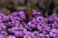 Garten-Kissen-Aster „Rosenwichtel“ 8 Garten-Kissen-Aster „Rosenwichtel“ – Bild 6