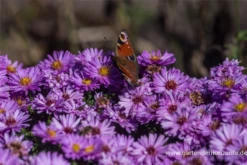 Garten-Kissen-Aster „Rosenwichtel“ 11 Garten-Kissen-Aster „Rosenwichtel“ -Blumen Risse Verkaufsladen P2000478 2 800x800
