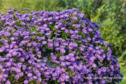 Garten-Kissen-Aster „Sapphire“® 7 Garten-Kissen-Aster „Sapphire“® -Blumen Risse Verkaufsladen P2000479 1 800x800