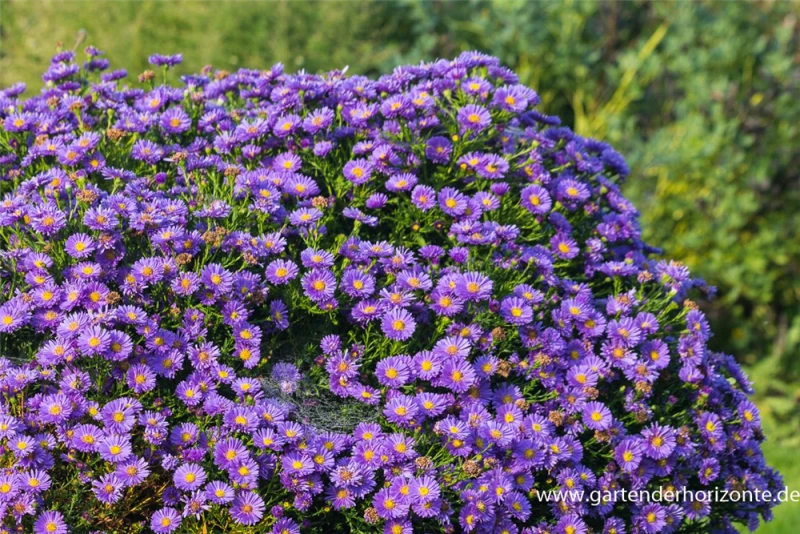 Garten-Kissen-Aster „Sapphire“® 4 Garten-Kissen-Aster „Sapphire“® – Bild 2