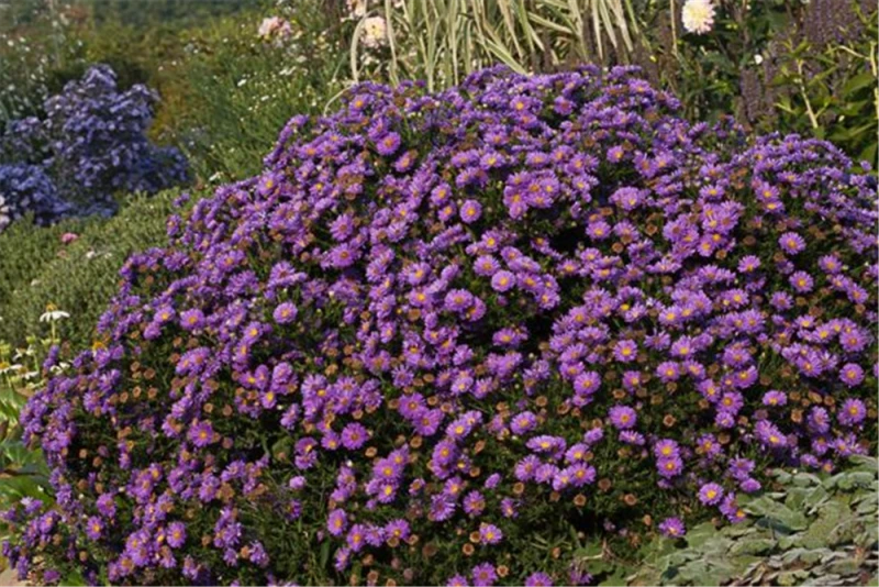Garten-Kissen-Aster „Sapphire“® 3 Garten-Kissen-Aster „Sapphire“®