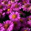 Garten-Kissen-Aster „Starlight“ 2 Garten-Kissen-Aster „Starlight“ -Blumen Risse Verkaufsladen P2000481 1 800x800