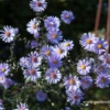 Glatte Garten-Aster „Calliope“