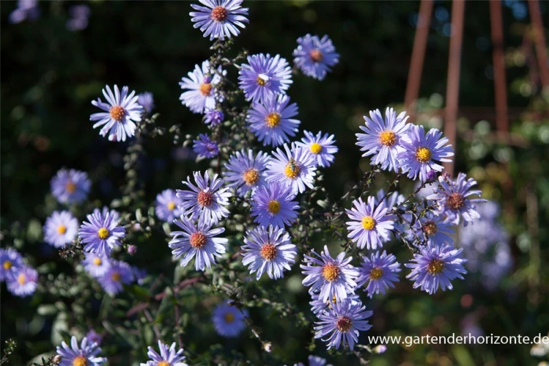 Glatte Garten-Aster „Calliope“ 3 Glatte Garten-Aster „Calliope“
