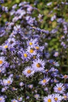 Glatte Garten-Aster „Calliope“ 6 Glatte Garten-Aster „Calliope“ – Bild 4