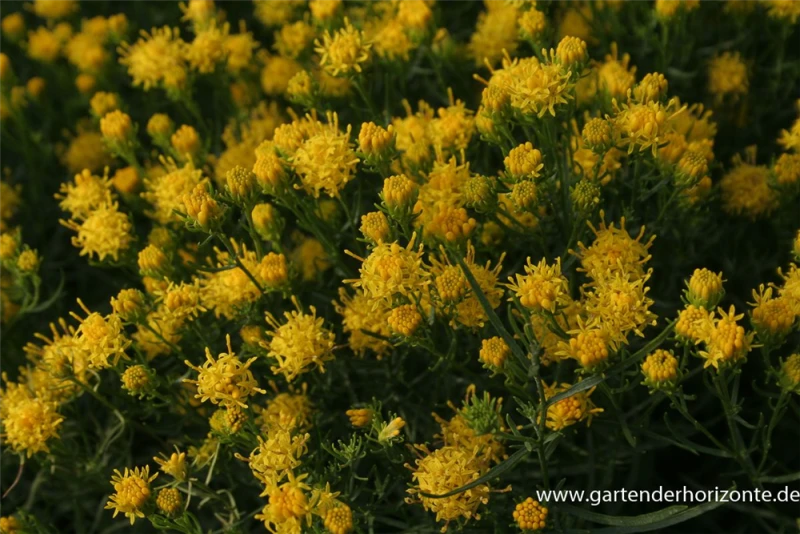 Goldhaar-Aster 3 Goldhaar-Aster