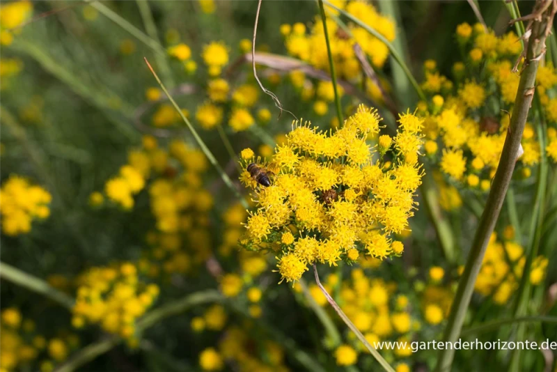 Goldhaar-Aster 4 Goldhaar-Aster – Bild 2