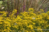 Goldhaar-Aster 9 Goldhaar-Aster – Bild 7