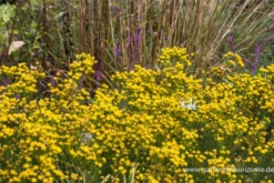 Goldhaar-Aster 12 Goldhaar-Aster -Blumen Risse Verkaufsladen P2000497 3 800x800