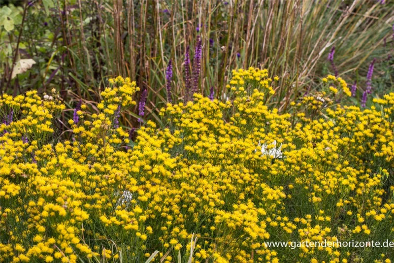 Goldhaar-Aster 5 Goldhaar-Aster – Bild 3