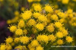 Goldhaar-Aster 13 Goldhaar-Aster -Blumen Risse Verkaufsladen P2000497 4 800x800