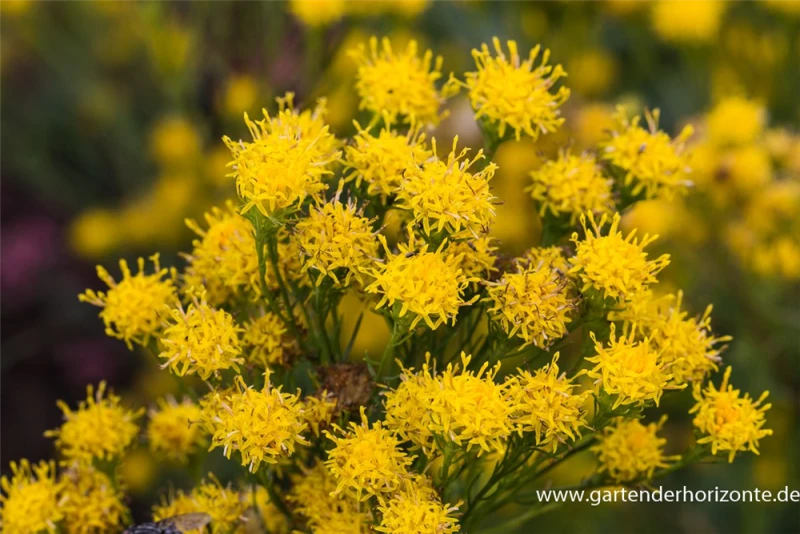 Goldhaar-Aster 6 Goldhaar-Aster – Bild 4