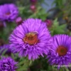 Garten-Raublatt-Aster „Purple Dome“