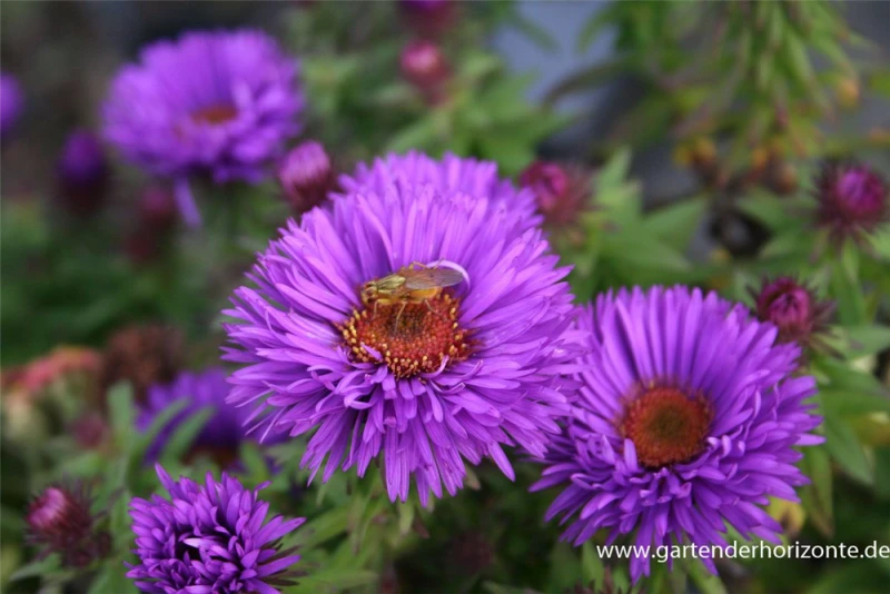 Garten-Raublatt-Aster „Purple Dome“ 3 Garten-Raublatt-Aster „Purple Dome“