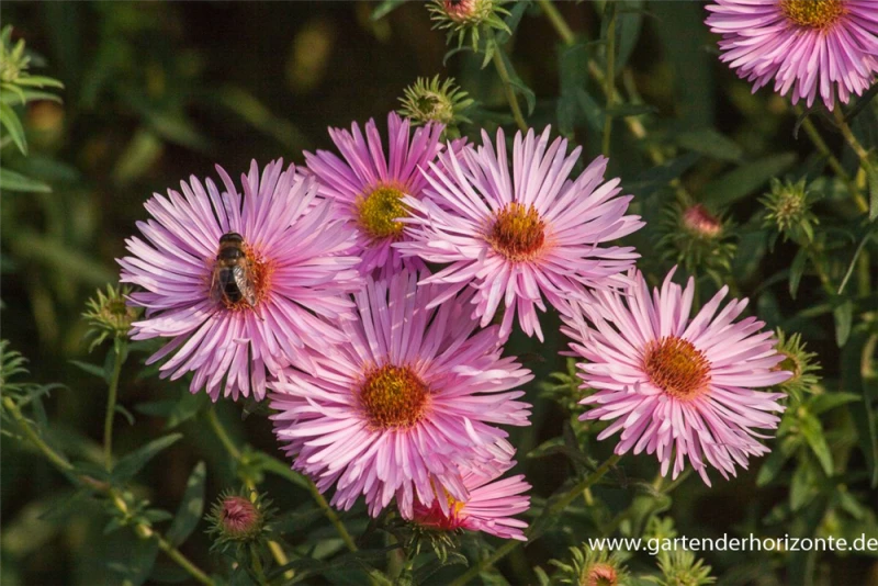 Garten-Raublatt-Aster „Rosa Sieger“ 3 Garten-Raublatt-Aster „Rosa Sieger“