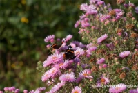 Garten-Raublatt-Aster „Rosa Sieger“ 11 Garten-Raublatt-Aster „Rosa Sieger“ – Bild 9