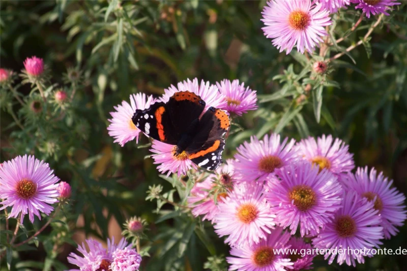 Garten-Raublatt-Aster „Rosa Sieger“ 6 Garten-Raublatt-Aster „Rosa Sieger“ – Bild 4