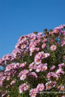 Garten-Raublatt-Aster „Rosa Sieger“ 13 Garten-Raublatt-Aster „Rosa Sieger“ – Bild 11