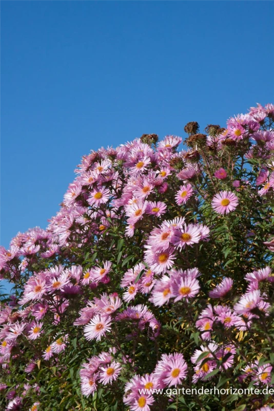 Garten-Raublatt-Aster „Rosa Sieger“ 7 Garten-Raublatt-Aster „Rosa Sieger“ – Bild 5