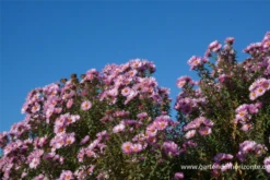 Garten-Raublatt-Aster „Rosa Sieger“ 19 Garten-Raublatt-Aster „Rosa Sieger“ -Blumen Risse Verkaufsladen P2000509 6 800x800